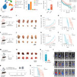 Targeting NK cell CLEC12B enhances cancer immunotherapy