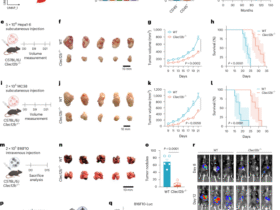 Targeting NK cell CLEC12B enhances cancer immunotherapy