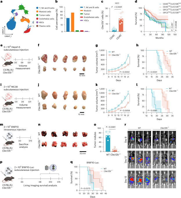 Targeting NK cell CLEC12B enhances cancer immunotherapy