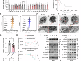 Targeting the PSMD14-BCKDK pathway overcomes immune suppression and enhances CAR-NK infiltration in glioblastoma