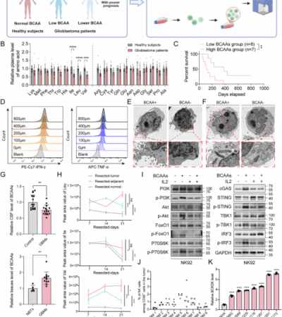 Targeting the PSMD14-BCKDK pathway overcomes immune suppression and enhances CAR-NK infiltration in glioblastoma