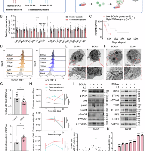 Targeting the PSMD14-BCKDK pathway overcomes immune suppression and enhances CAR-NK infiltration in glioblastoma