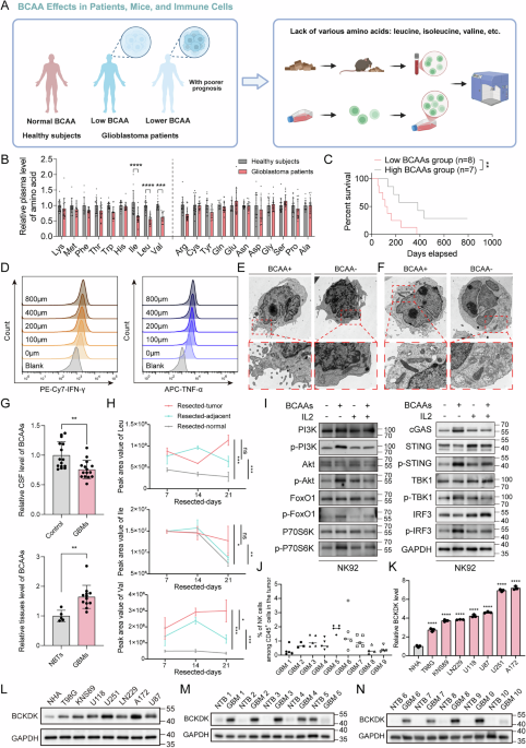 Targeting the PSMD14-BCKDK pathway overcomes immune suppression and enhances CAR-NK infiltration in glioblastoma