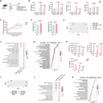 The type-I interferon priming signal balances antibacterial and antitumor trained immunity in alveolar macrophages