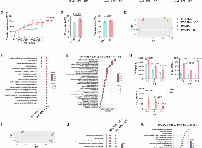 The type-I interferon priming signal balances antibacterial and antitumor trained immunity in alveolar macrophages