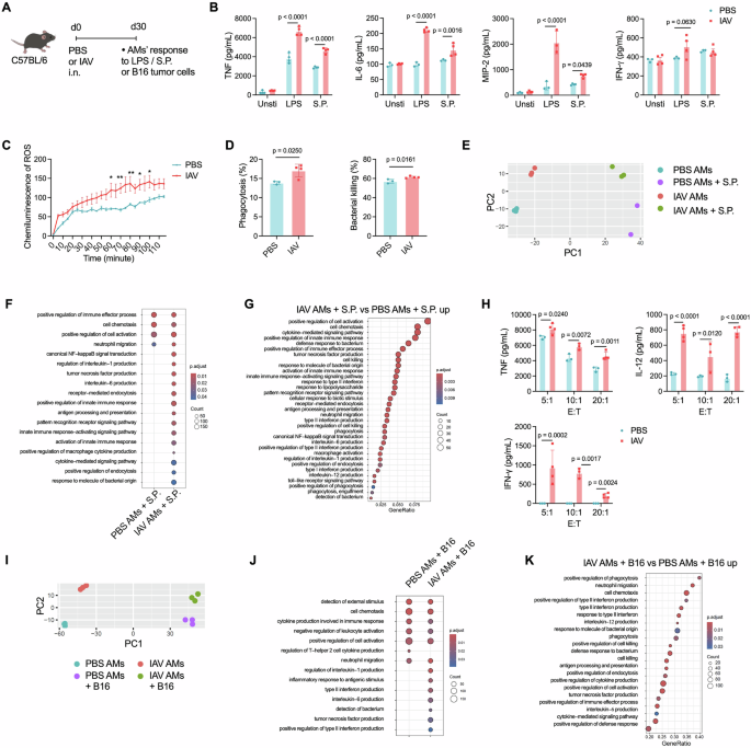 The type-I interferon priming signal balances antibacterial and antitumor trained immunity in alveolar macrophages