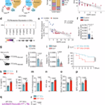 Thromboxane receptor activation in dendritic cells mitigates sepsis by suppressing S100a8/a9-mediated neutrophil recruitment