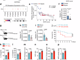 Thromboxane receptor activation in dendritic cells mitigates sepsis by suppressing S100a8/a9-mediated neutrophil recruitment