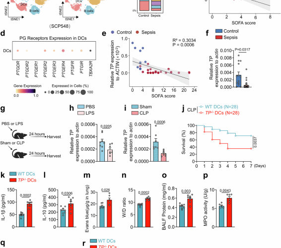 Thromboxane receptor activation in dendritic cells mitigates sepsis by suppressing S100a8/a9-mediated neutrophil recruitment