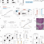 Tissue-restricted secondary TCR engagement drives the transition from stem-like to CD200+ Egr2hi arthritogenic Th17 cells