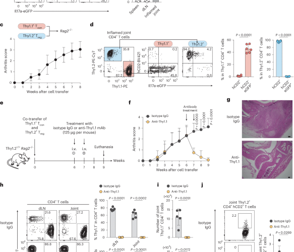 Tissue-restricted secondary TCR engagement drives the transition from stem-like to CD200+ Egr2hi arthritogenic Th17 cells
