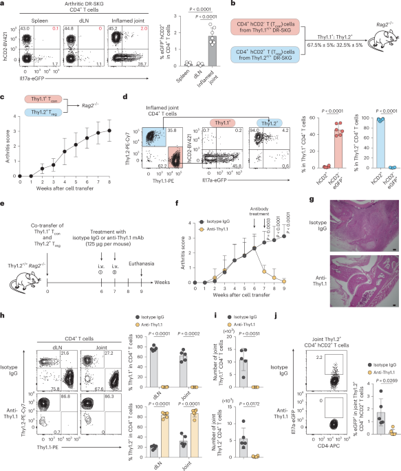 Tissue-restricted secondary TCR engagement drives the transition from stem-like to CD200+ Egr2hi arthritogenic Th17 cells