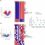 Tudor domain-containing protein 9-targeting siRNA nanoparticles alleviate Pseudomonas aeruginosa lung injury in preclinical models by promoting neutrophil cuproptosis
