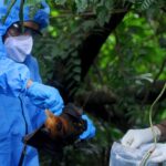 Using mosquitoes to vaccinate bats could curb the spread of deadly diseases