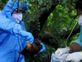 Using mosquitoes to vaccinate bats could curb the spread of deadly diseases