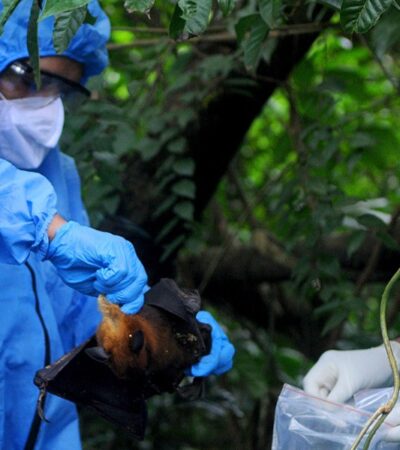 Using mosquitoes to vaccinate bats could curb the spread of deadly diseases