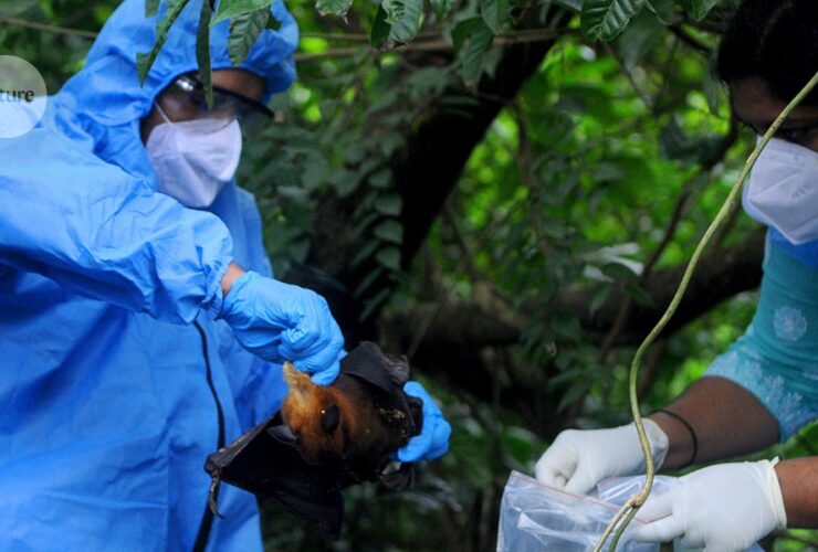 Using mosquitoes to vaccinate bats could curb the spread of deadly diseases