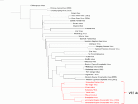 Venezuelan equine encephalitis virus: novel live-attenuated vaccines for inducing complete protective immunity