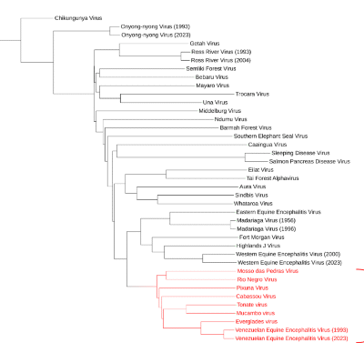 Venezuelan equine encephalitis virus: novel live-attenuated vaccines for inducing complete protective immunity
