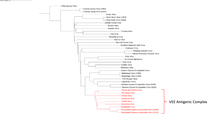 Venezuelan equine encephalitis virus: novel live-attenuated vaccines for inducing complete protective immunity
