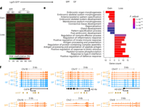 Weaning drives microbiome-mediated epigenetic regulation to shape immune memory in mice