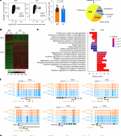 Weaning drives microbiome-mediated epigenetic regulation to shape immune memory in mice