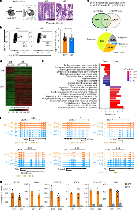 Weaning drives microbiome-mediated epigenetic regulation to shape immune memory in mice