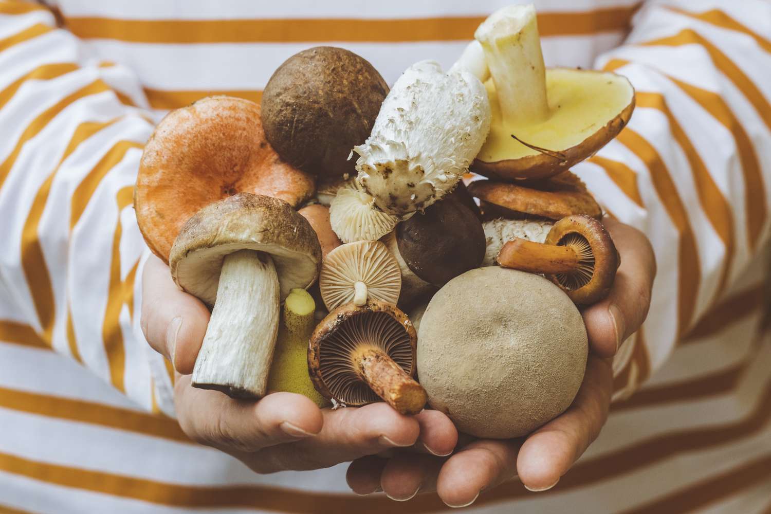 What Happens to Your Blood Pressure When You Eat Mushrooms Regularly