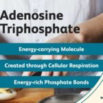 What Is ATP? How The Body Uses This Important Molecule