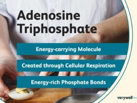 What Is ATP? How The Body Uses This Important Molecule