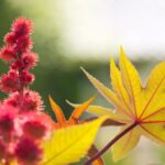 What Is Castor Oil Good For? Examining 8 Potential Uses