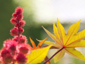 What Is Castor Oil Good For? Examining 8 Potential Uses