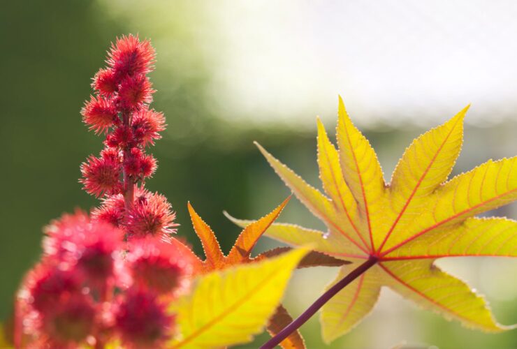 What Is Castor Oil Good For? Examining 8 Potential Uses