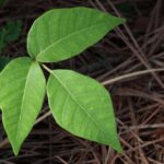 What Is Rhus Tox?