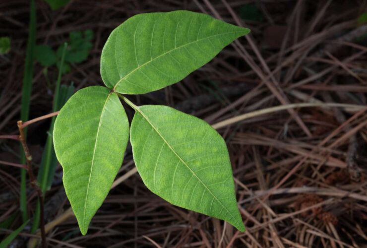 What Is Rhus Tox?