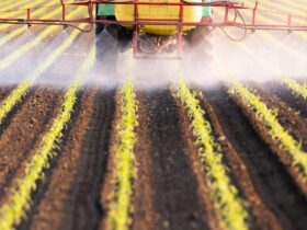What to Know About Glyphosate, the Weed Killer Potentially Linked to Cancer