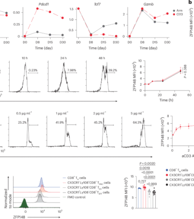 ZFP148 is a transcriptional repressor of cytolytic effector CD8+ T cell differentiation