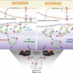 ZNRF1 deficiency disrupts Fas ligand trafficking and immune balance