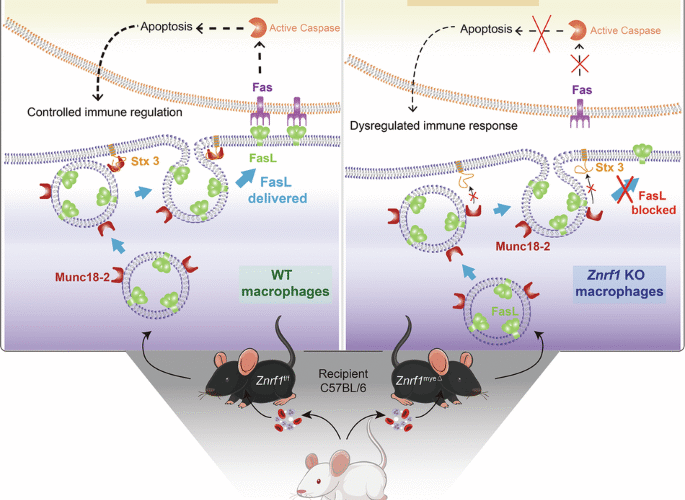 ZNRF1 deficiency disrupts Fas ligand trafficking and immune balance