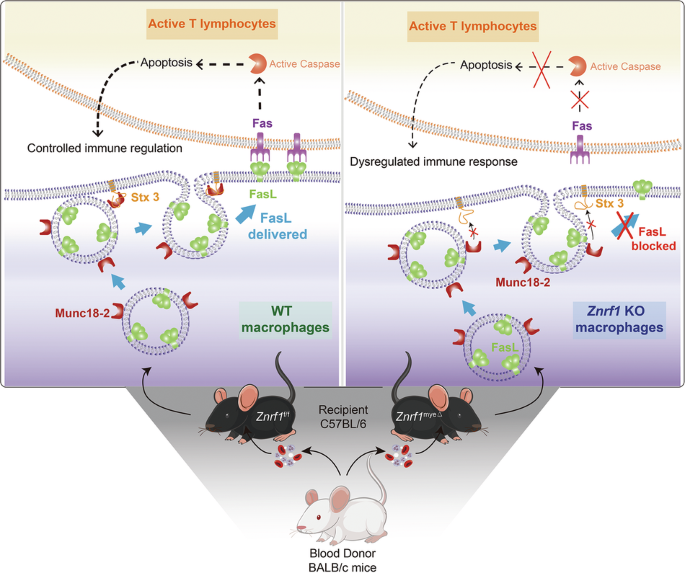 ZNRF1 deficiency disrupts Fas ligand trafficking and immune balance