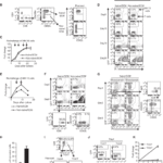 A small proportion of CD8 T cells expand robustly when stimulated with BCMAxCD3 bispecific T-cell engagers in vitro