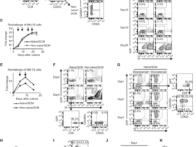 A small proportion of CD8 T cells expand robustly when stimulated with BCMAxCD3 bispecific T-cell engagers in vitro