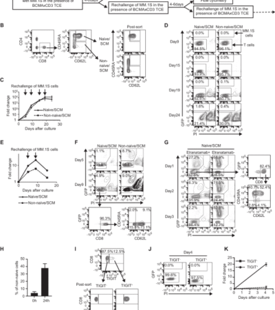 A small proportion of CD8 T cells expand robustly when stimulated with BCMAxCD3 bispecific T-cell engagers in vitro