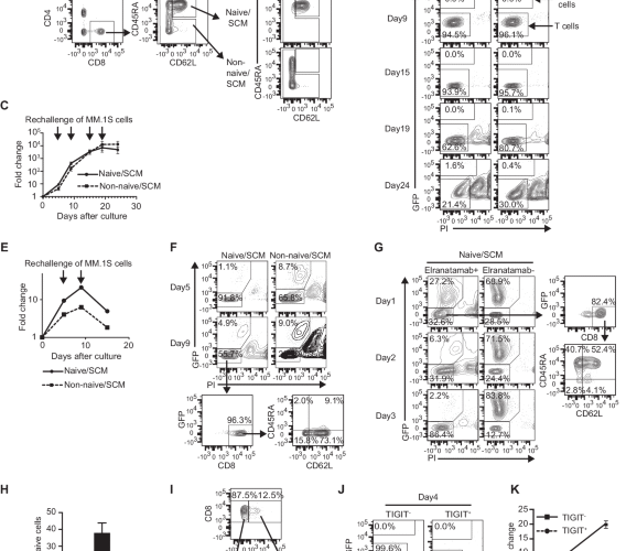 A small proportion of CD8 T cells expand robustly when stimulated with BCMAxCD3 bispecific T-cell engagers in vitro
