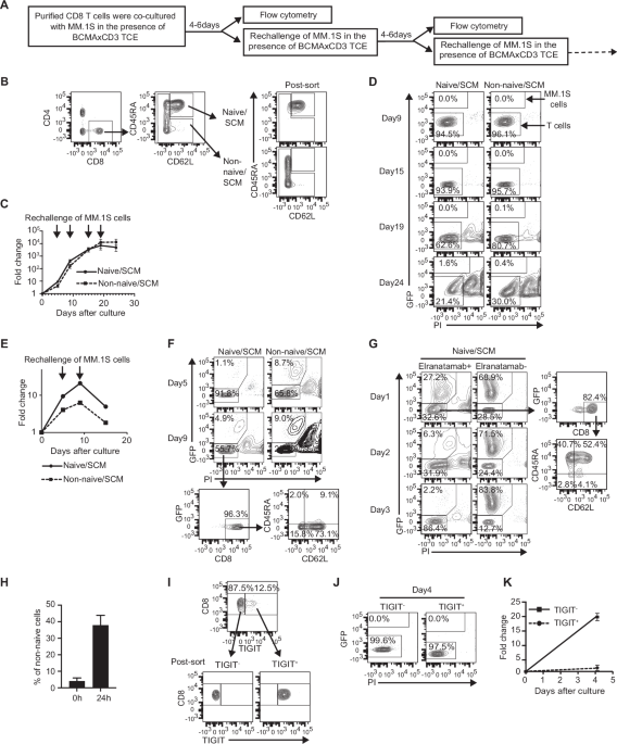 A small proportion of CD8 T cells expand robustly when stimulated with BCMAxCD3 bispecific T-cell engagers in vitro