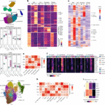 A spatially coordinated keratinocyte–fibroblast circuit recruits MMP9⁺ myeloid cells to drive type I interferon-driven inflammation in photosensitive autoimmunity