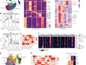 A spatially coordinated keratinocyte–fibroblast circuit recruits MMP9⁺ myeloid cells to drive type I interferon-driven inflammation in photosensitive autoimmunity