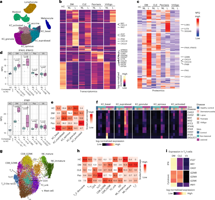 A spatially coordinated keratinocyte–fibroblast circuit recruits MMP9⁺ myeloid cells to drive type I interferon-driven inflammation in photosensitive autoimmunity