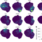 A unique CD4⁺ T cell subset expressing granzyme K is regulated by transcription factor EOMES and important for T cell-mediated intestinal inflammation