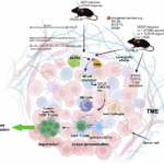ALPK1 agonists: a new strategy for cancer immunotherapy